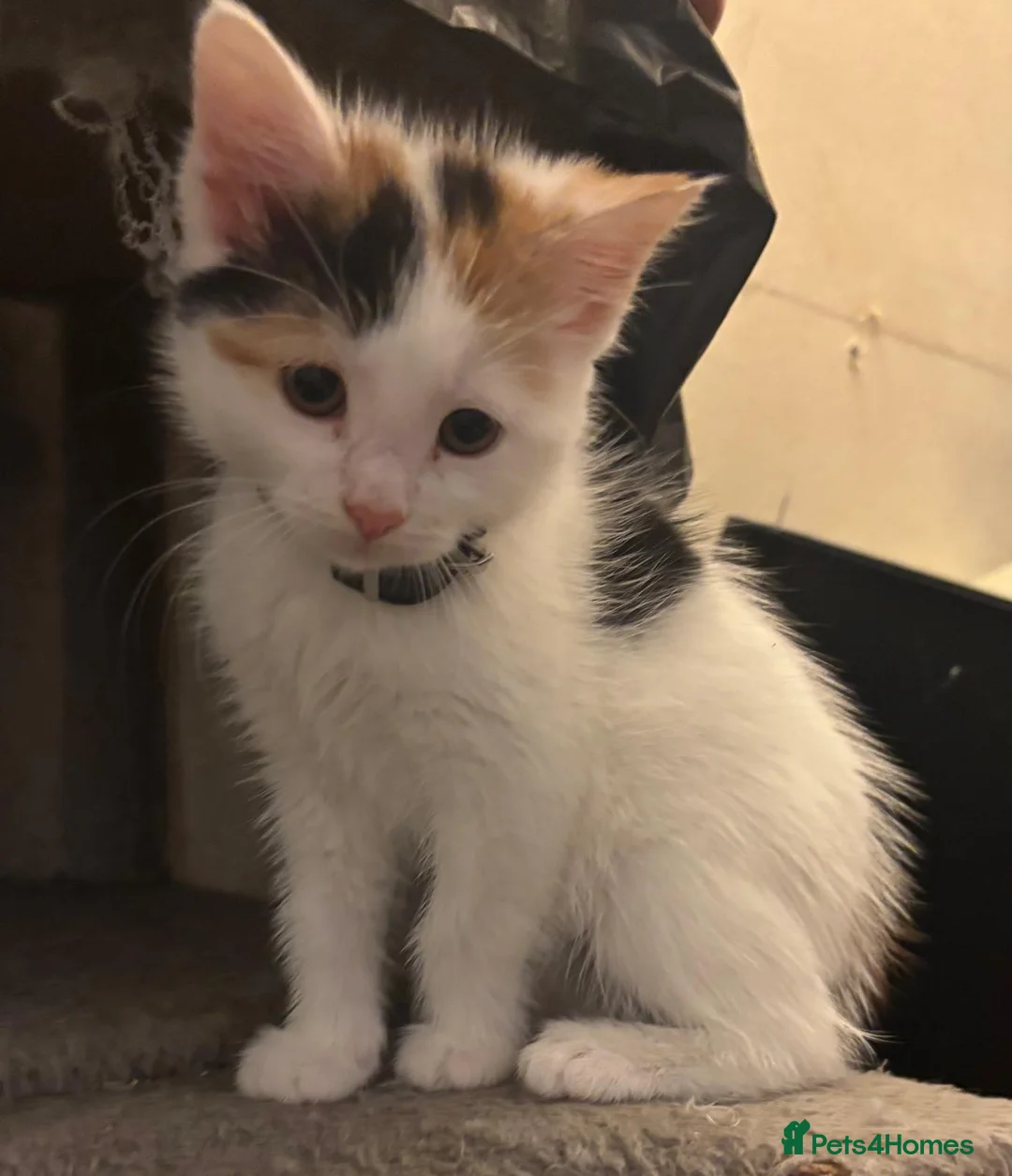 Mixed Breed cats for sale: Beautiful super fluffy mixed breed kittens - Advert 14