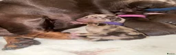 Miniature Dachshund dogs for sale: Miniature dachshund pups  - Advert 24