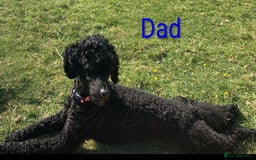 Toy Poodle dogs for sale: Toy Poodle Puppies For Sale - Image 7