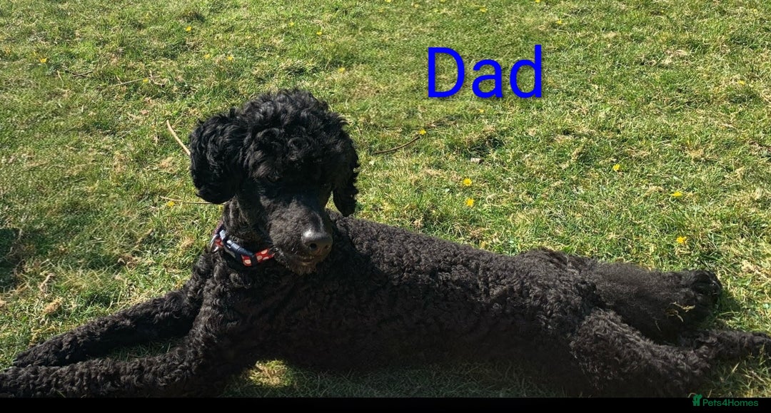 Toy Poodle dogs for sale: Toy Poodle Puppies For Sale - Image 7