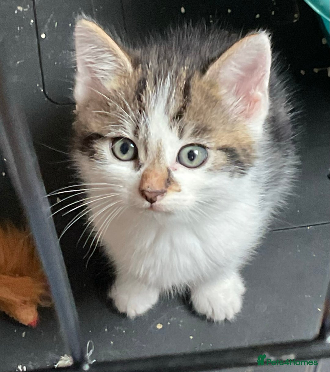 Mixed Breed cats for sale: Kittens - £25- Mid Wales - Image 5