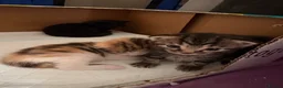 Mixed Breed cats for sale: Mixed breed kittens  - Advert 3
