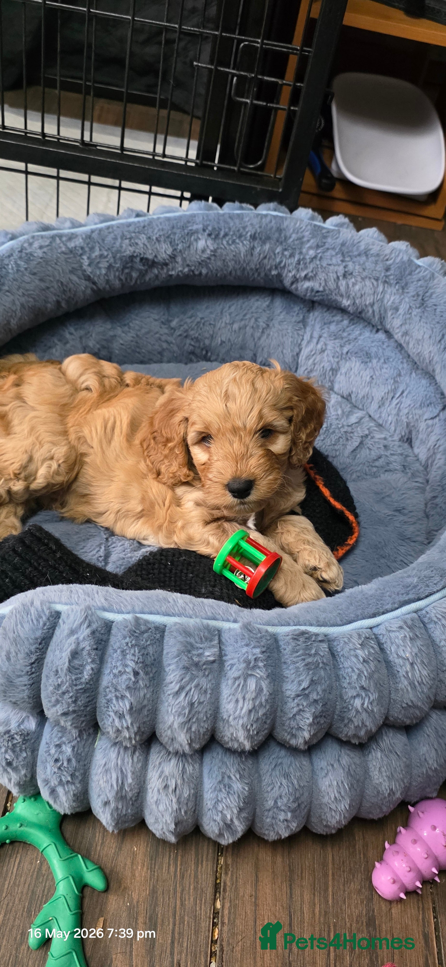 Cockapoo dogs for sale: Vet Health checked Cockapoo Puppies - Advert 15