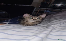 Bengal cats for sale: Mixed bengal kittens   - Image 28