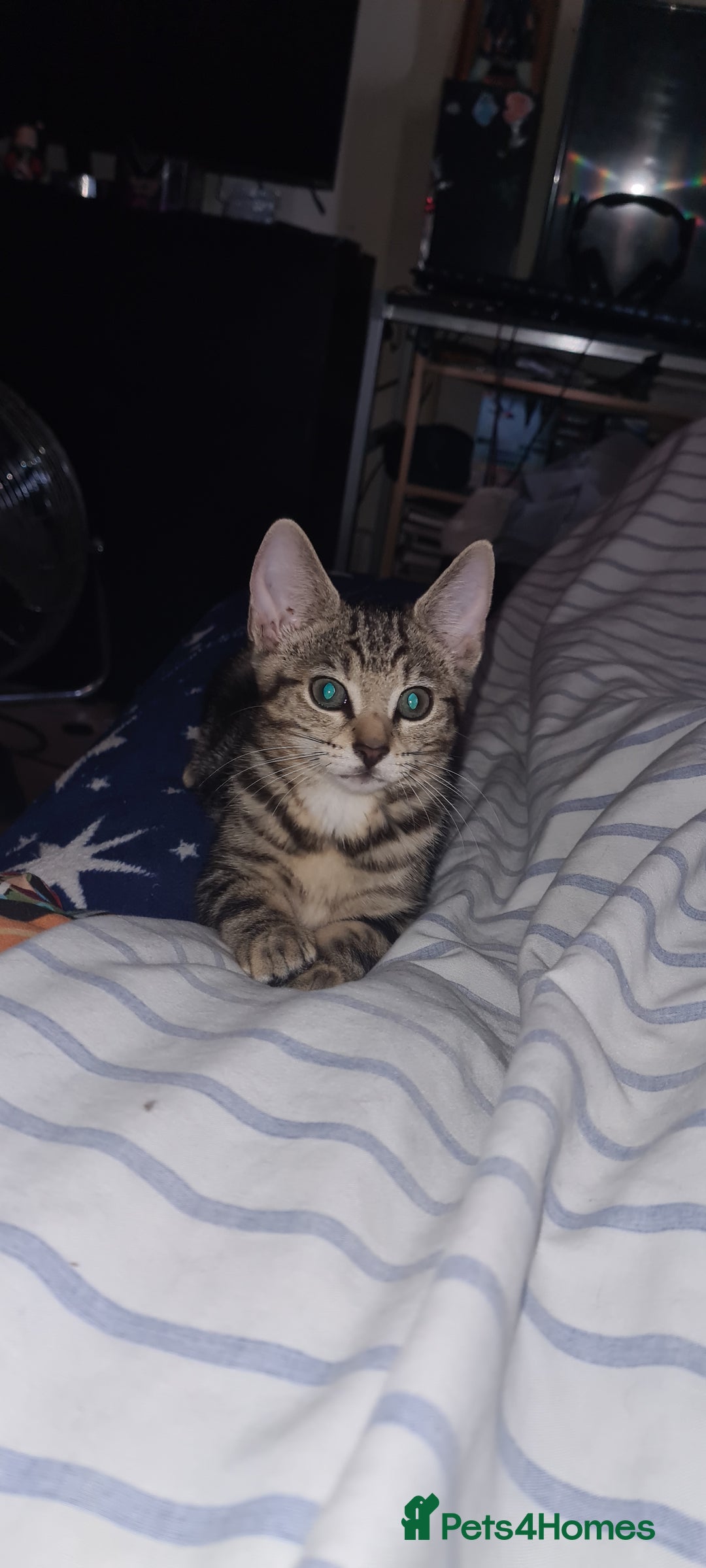 Bengal cats for sale: Mixed bengal kittens   - Image 28