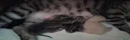 British Shorthair cats for sale: Lovely kittens  - Advert 15