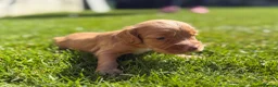 Cocker Spaniel dogs for sale: Gorgeous Cocker Spaniel puppies.  - Advert 15