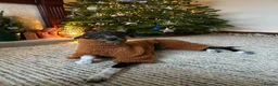 Mixed Breed dogs for sale: Lurcher (Saluki x Bedlington/Whippet) 3 years  - Advert 5