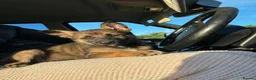 Shepsky dogs for sale: syberian huskyx malinois x german shepherd puppies in Gillingham - Advert 11