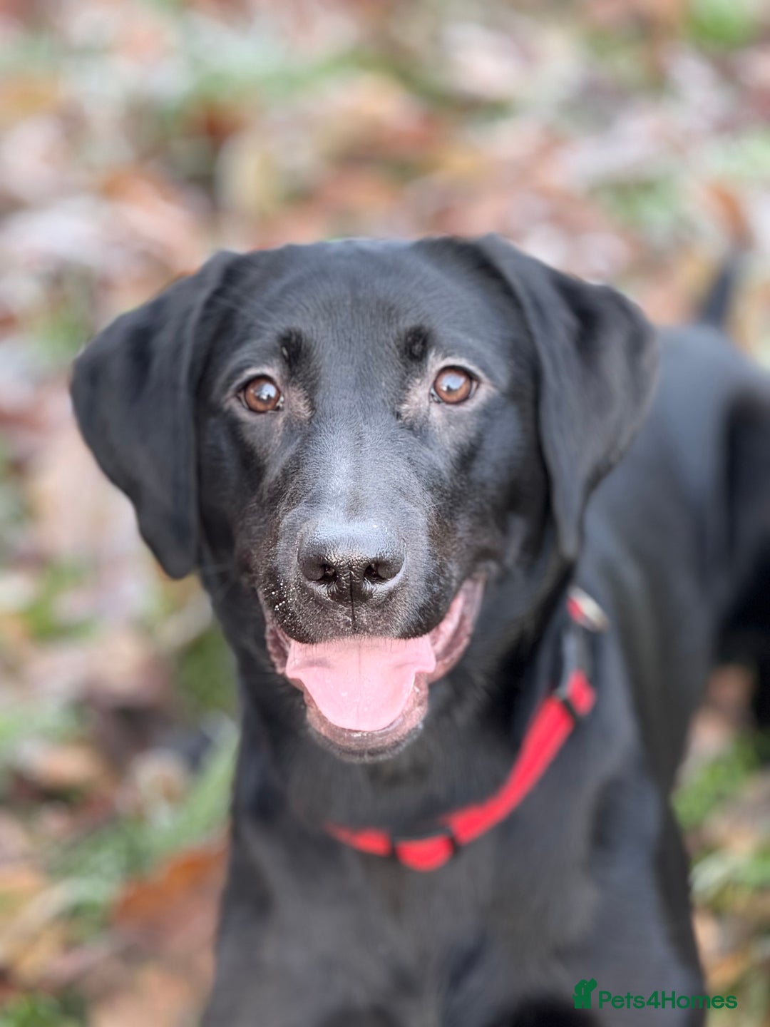 Mixed Breed dogs for sale: Labrador cross - Image 4