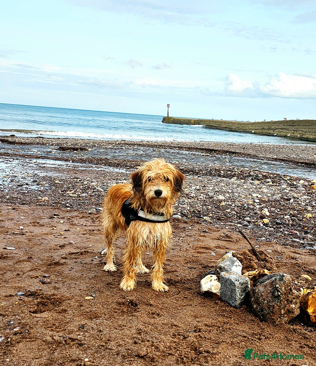 Mixed Breed dogs for sale: Pomapoo looking for a forever home  - Advert 1