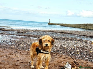 Mixed Breed dogs Pomapoo looking for a forever home - Advert 3