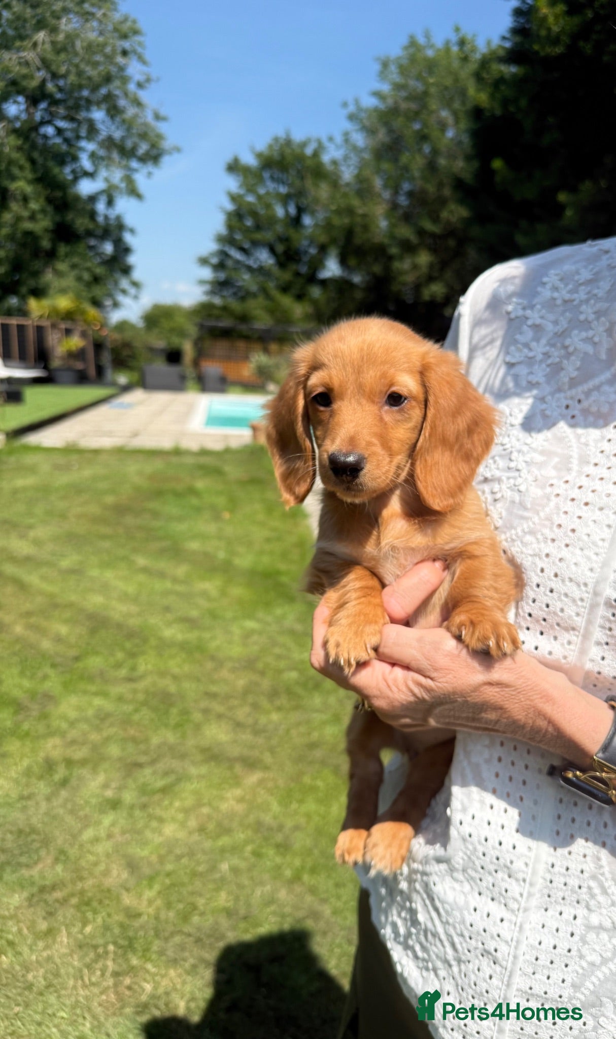 Miniature Dachshund dogs Beautiful long haired kc reg miniature dachshund  - Advert 1