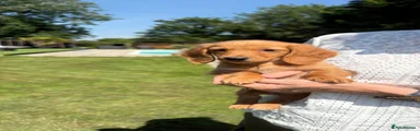 Miniature Dachshund 1