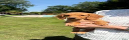 Miniature Dachshund dogs for sale: Beautiful long haired kc reg miniature dachshund  - Advert 1