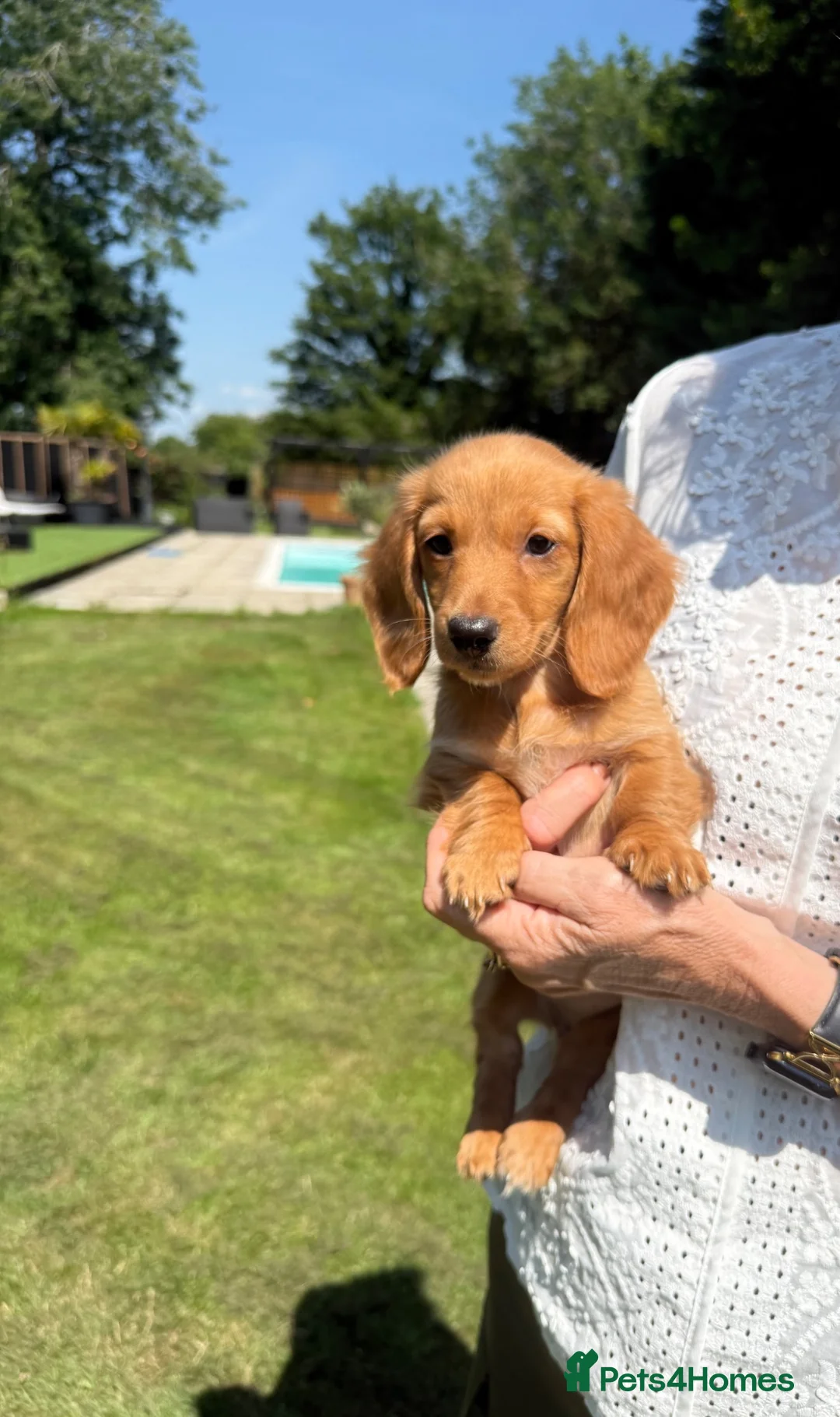 Miniature Dachshund dogs for sale: Beautiful long haired kc reg miniature dachshund  - Advert 1