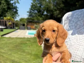 Miniature Dachshund dogs Beautiful long haired kc reg miniature dachshund - Advert 6
