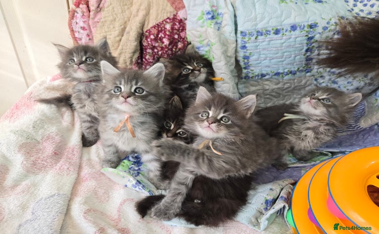 Maine Coon cats - Advert 10