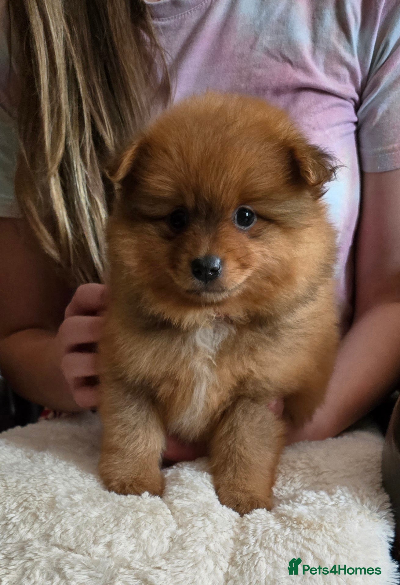 Pomeranian dogs Last one available Pretty cute Pomeranians  - Advert 3