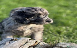 Sproodle dogs for sale: Adorable Sproodle Pups - Image 2