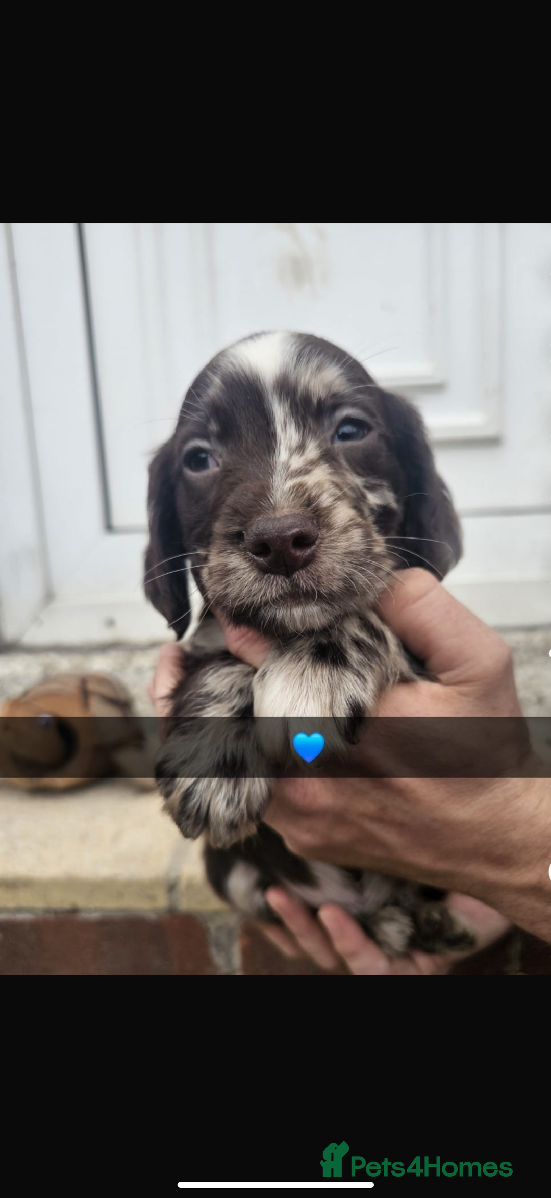 Cocker Spaniel dogs for sale: Gorgeous cocker spaniel puppies ready for new home - Image 8