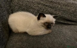 Siamese cats for sale: Chocolate point female kitten - Image 3