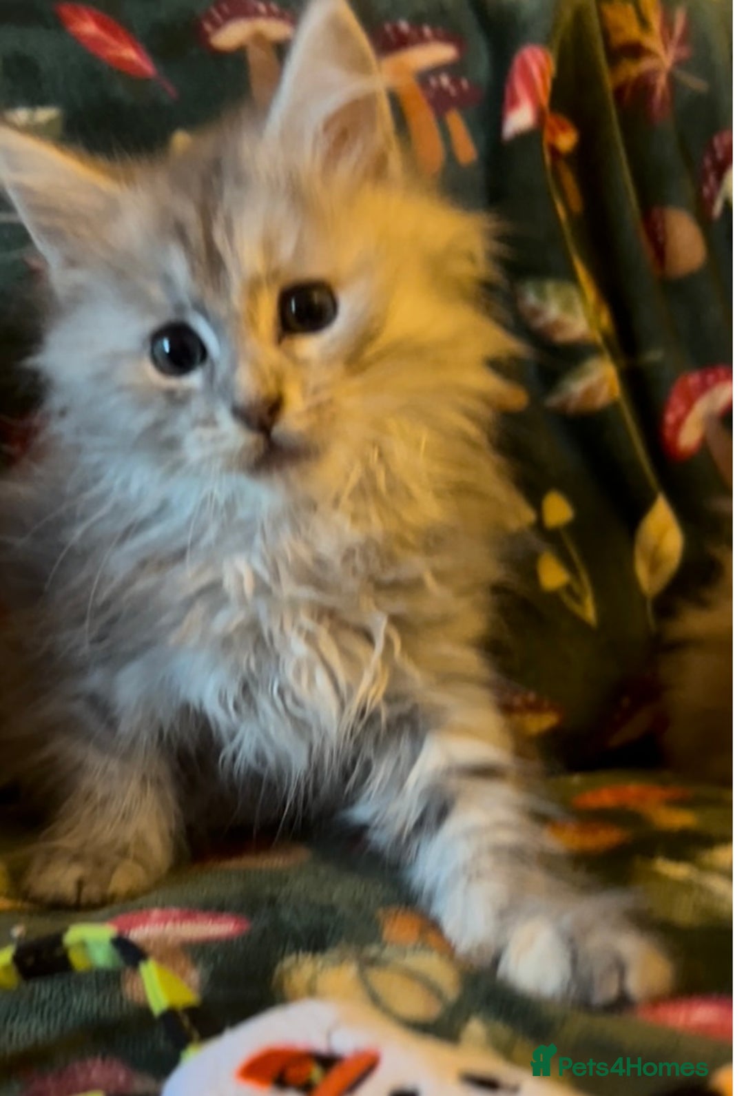 Maine Coon cats for sale: Maine Coon Kittens TICA  - Image 8