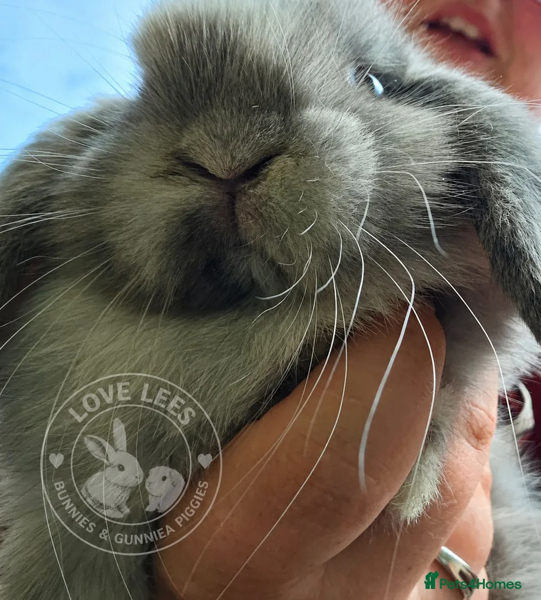 Mini Lop rabbits for sale: Adorable mini lops  - Advert 1