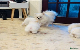 Pomeranian dogs for sale: 3 Gorgeous Pomeranian Puppies-Ready for New Homes - Image 23