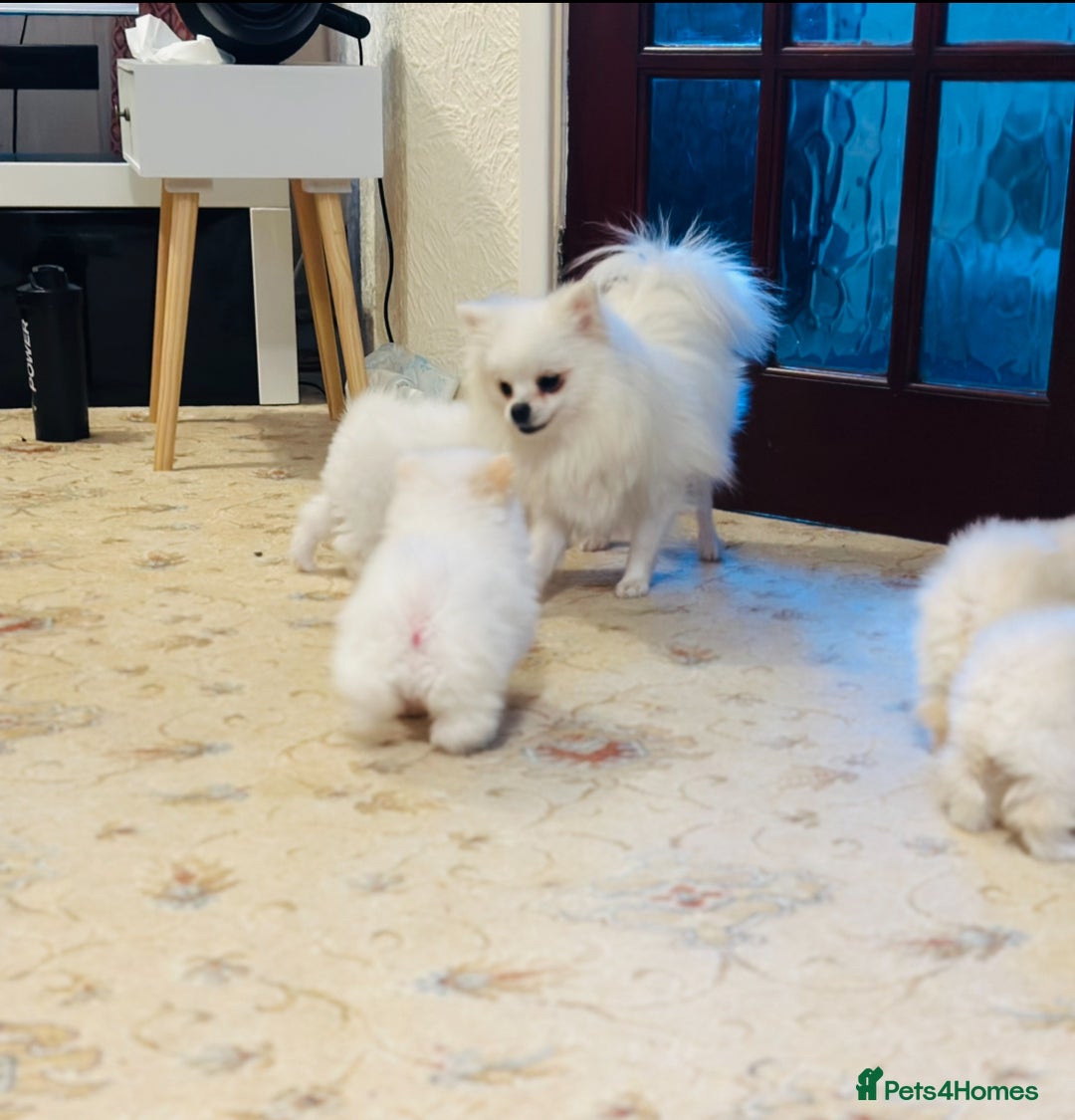 Pomeranian dogs for sale: 3 Gorgeous Pomeranian Puppies-Ready for New Homes - Image 23