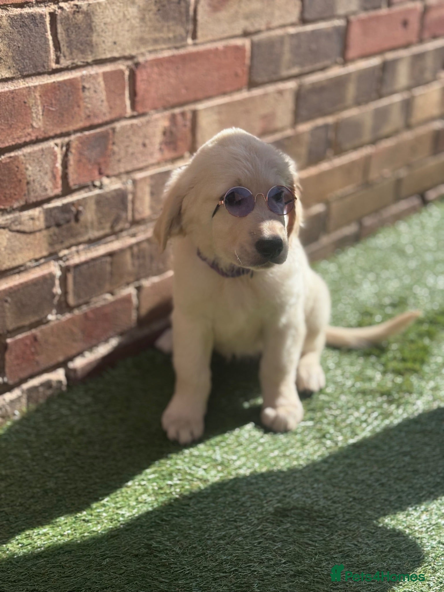 Golden Retriever dogs ❤️❤️❤️Beautiful KC Golden Retriever puppies❤️❤️❤️ - Advert 6