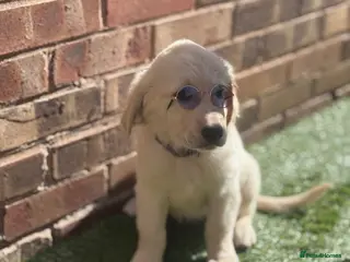 Golden Retriever dogs ❤️❤️❤️Beautiful KC Golden Retriever puppies❤️❤️❤️ - Advert 6