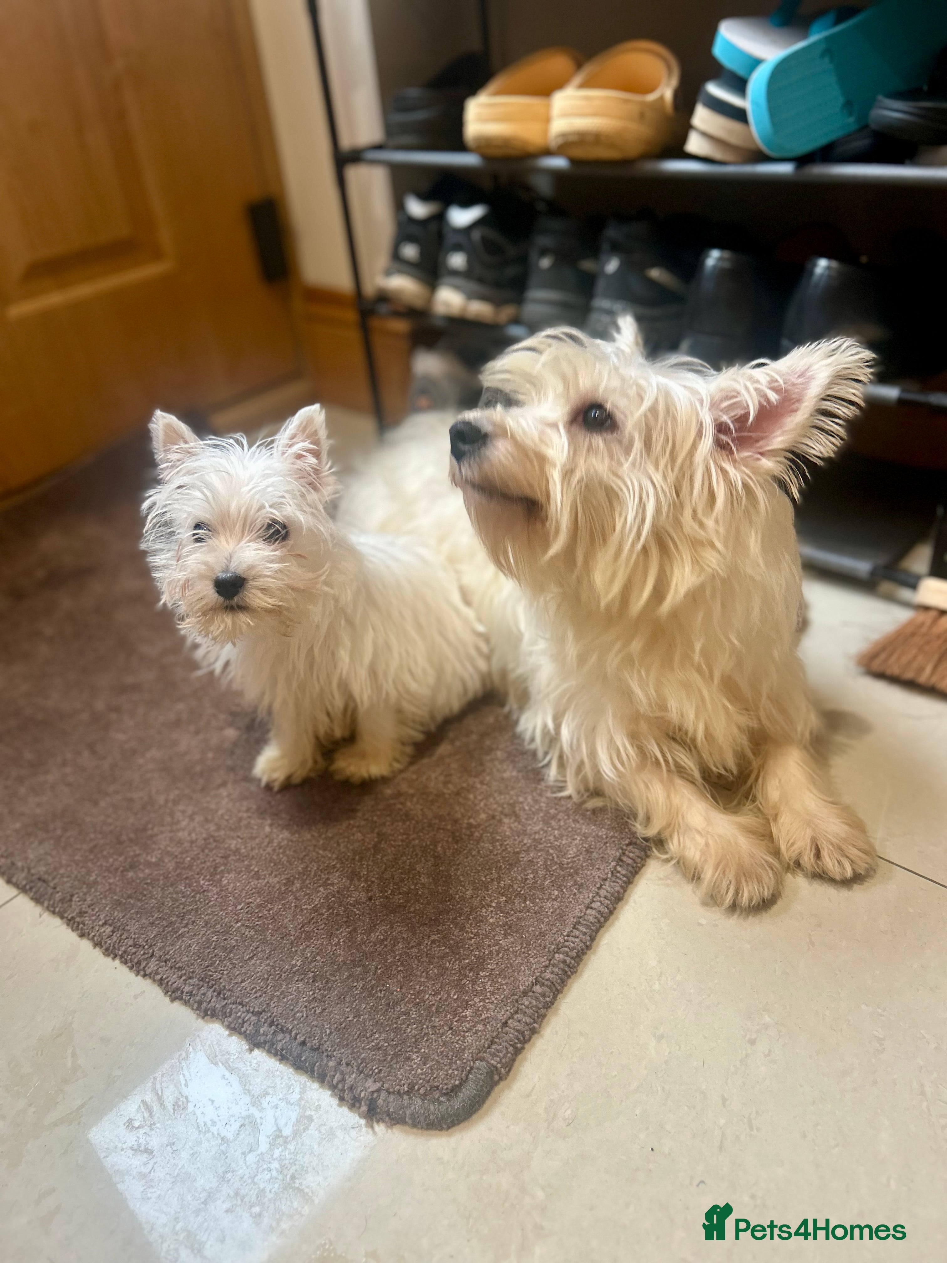 West Highland Terrier dogs 🐾💙Very Handsome Westie Boy Ready Now 💙🐾 - Advert 5