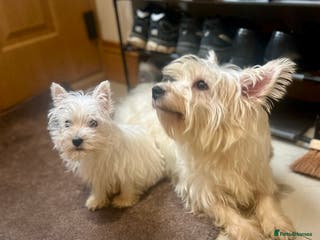 West Highland Terrier dogs 🐾💙Very Handsome Westie Boy Ready Now 💙🐾 - Advert 5