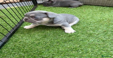 French Bulldog dogs - Advert 2