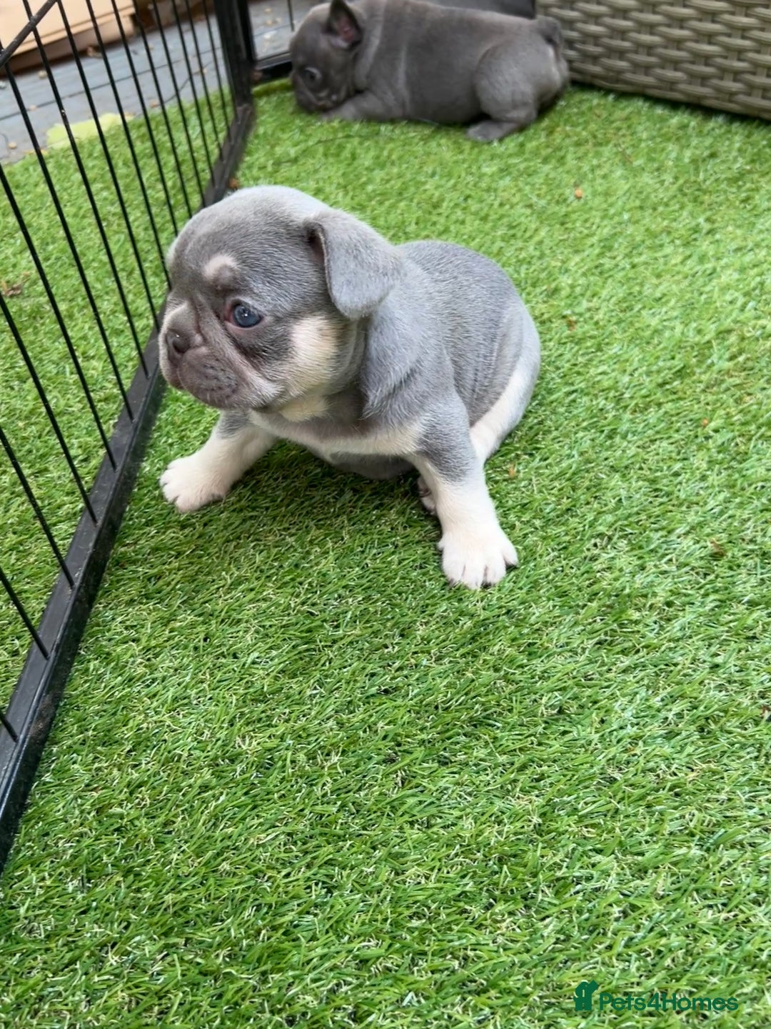 French Bulldog dogs for sale: 7 week old kC French bulldogs - Image 13