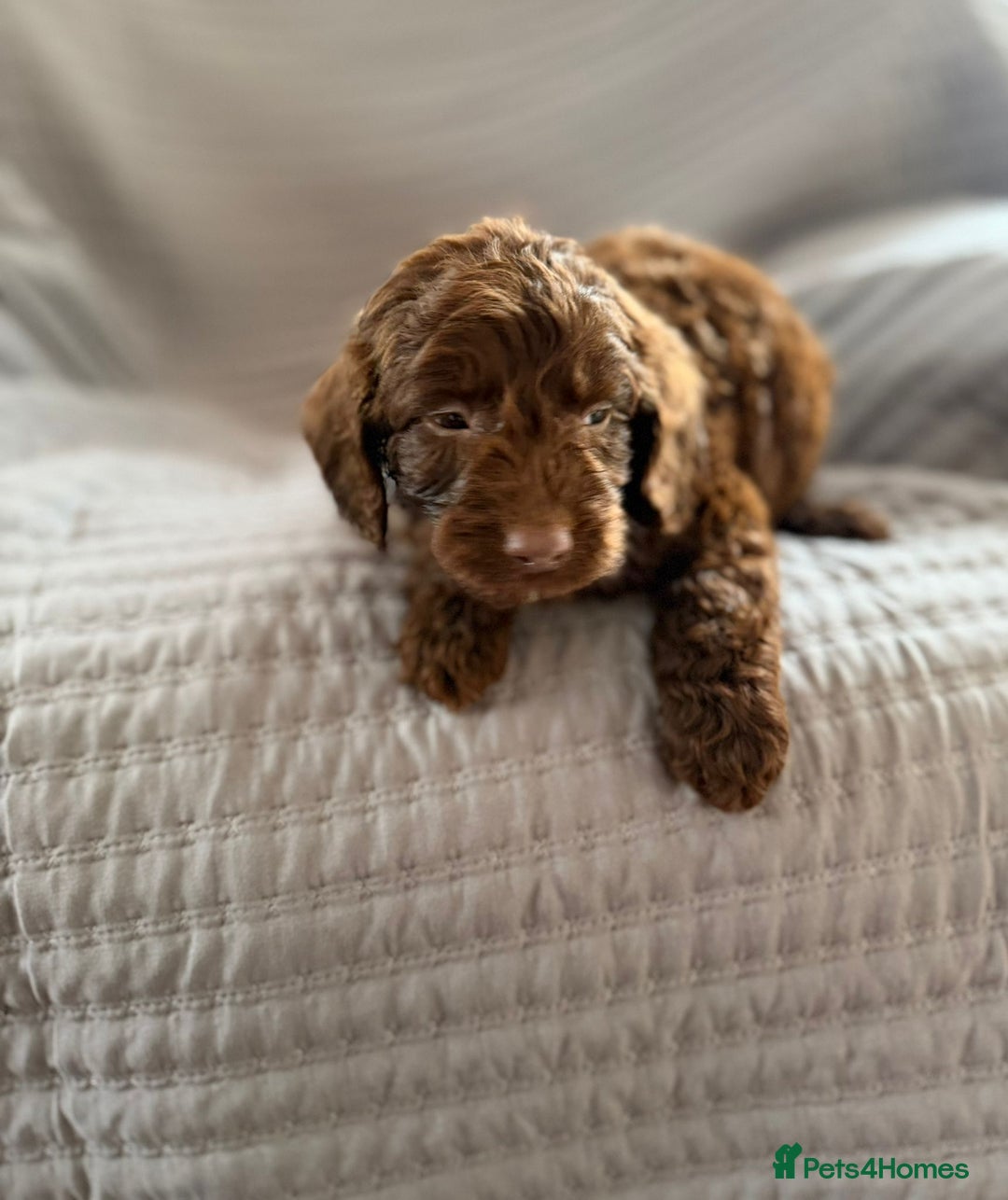 Cockapoo dogs for sale: Cockapoo puppies  - Advert 35