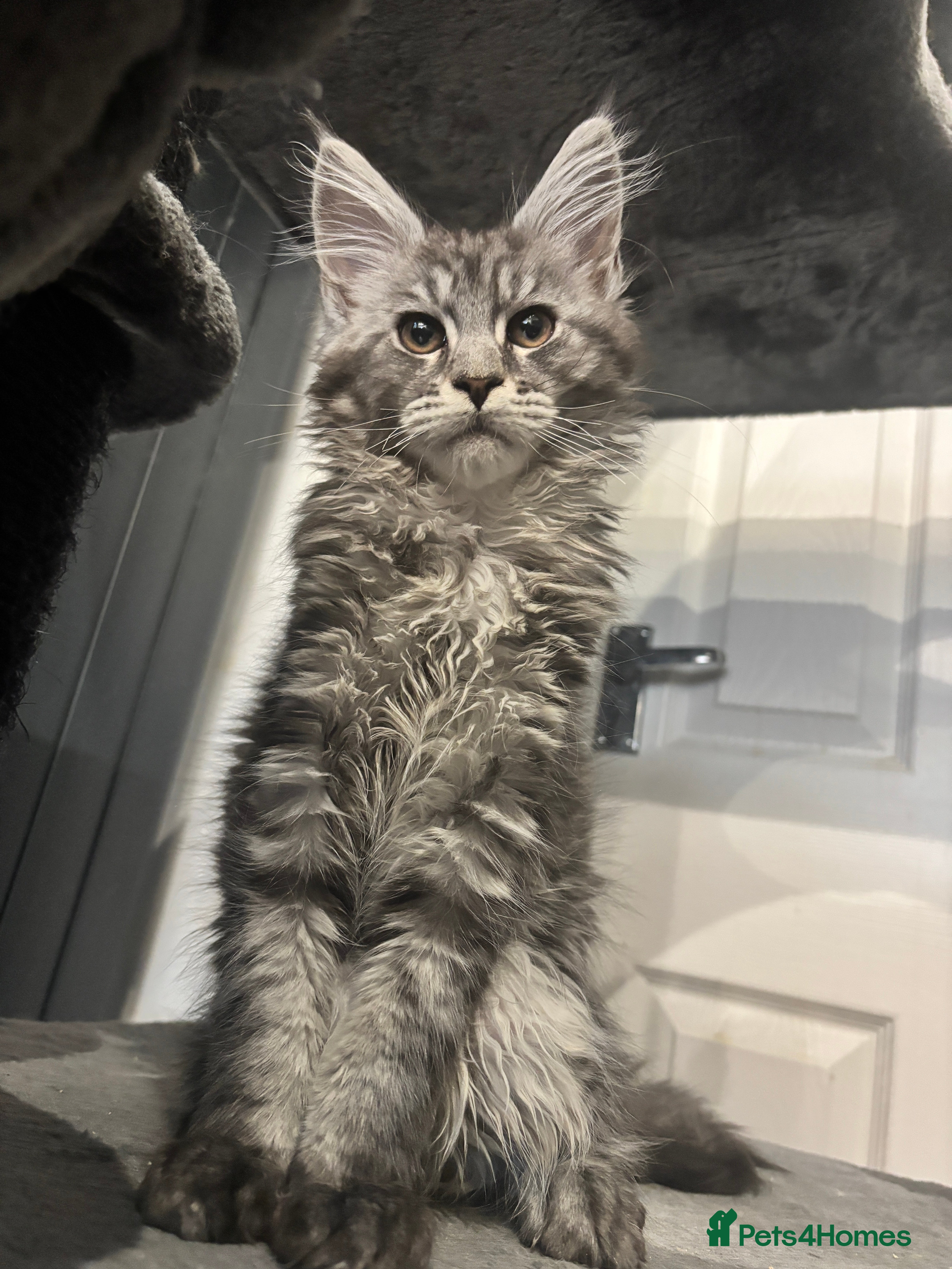 Maine Coon cats  TICA Maine Coon Kittens Ready now!   - Advert 15