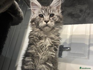 Maine Coon cats TICA Maine Coon Kittens Ready now! - Advert 15