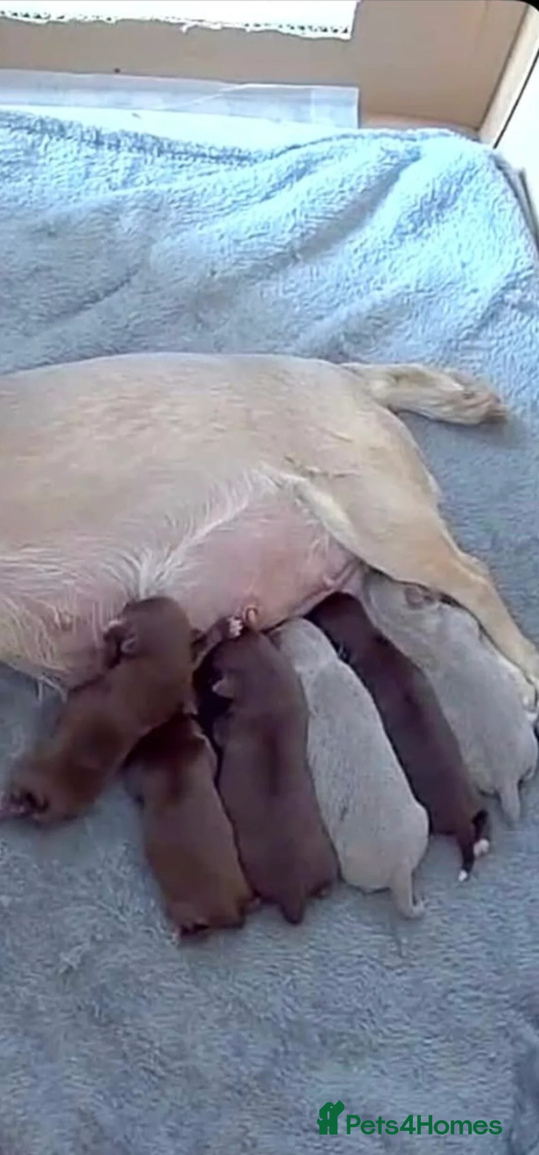 Chihuahua dogs for stud: Cosmo the choc & cream proven stud - Advert 4