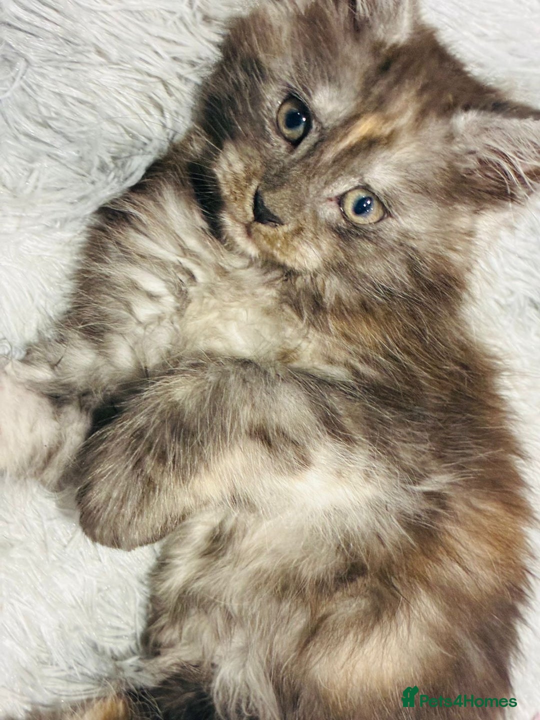 Maine Coon cats for sale: Premium Maine Coon fluffballs😻🐾 - Advert 10