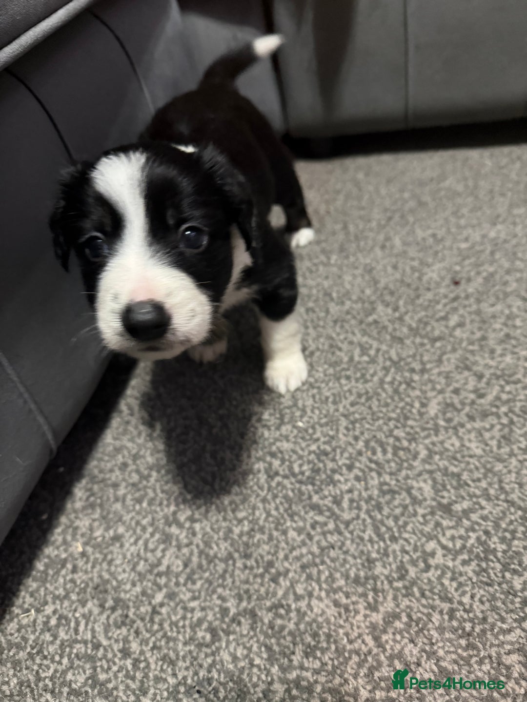 Border Collie dogs for sale: Border Collie Puppies  - Advert 4