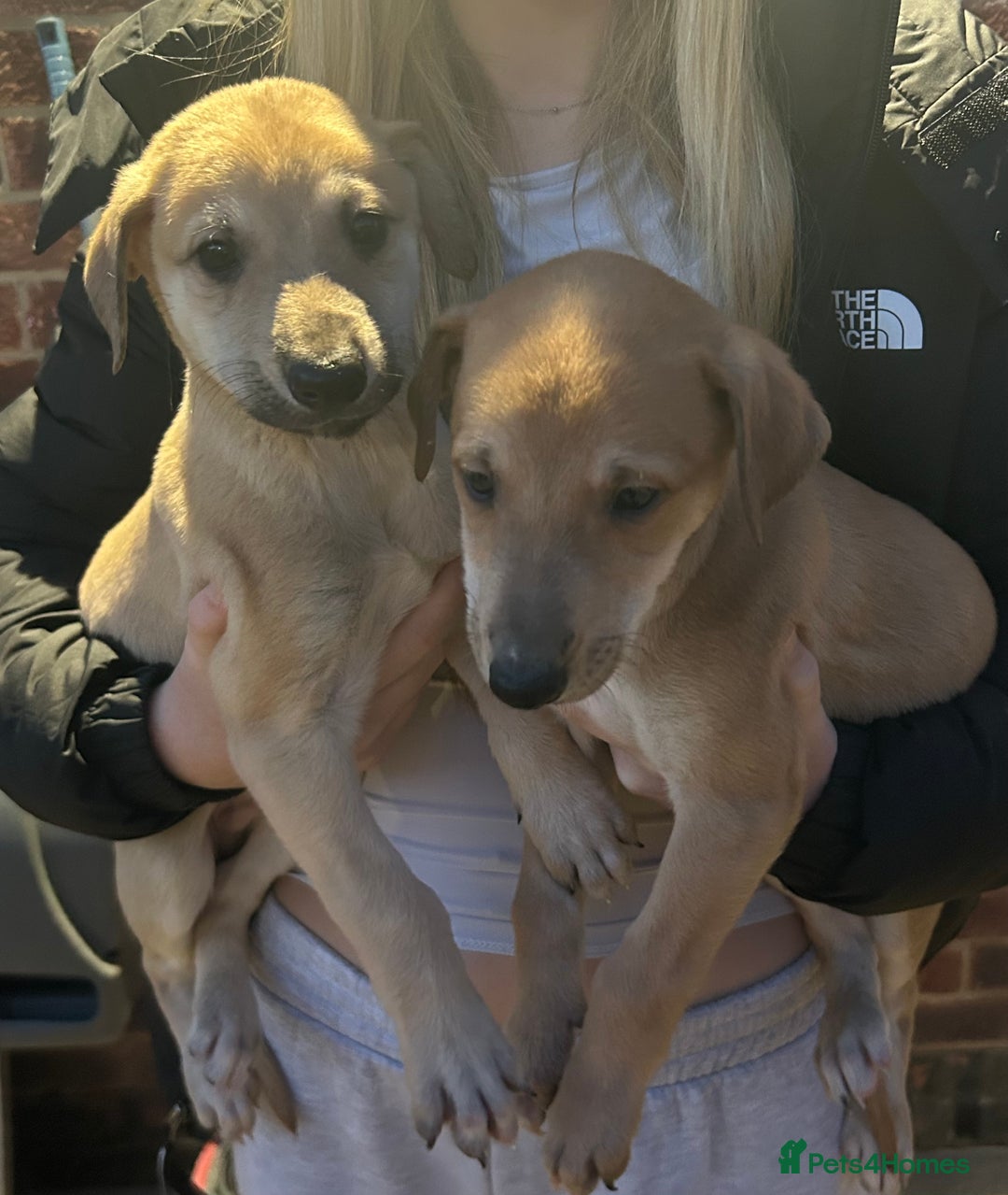 Lurcher dogs for sale: Beautiful litter of Lurcher puppies  - Advert 1