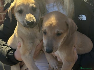 Lurcher dogs Beautiful litter of Lurcher puppies - Advert 9