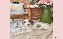 Mixed Breed dogs for sale: ☀️PERFECT POOGLES (beagleXminiature poodle)☀️ in Rhayader - Image 19