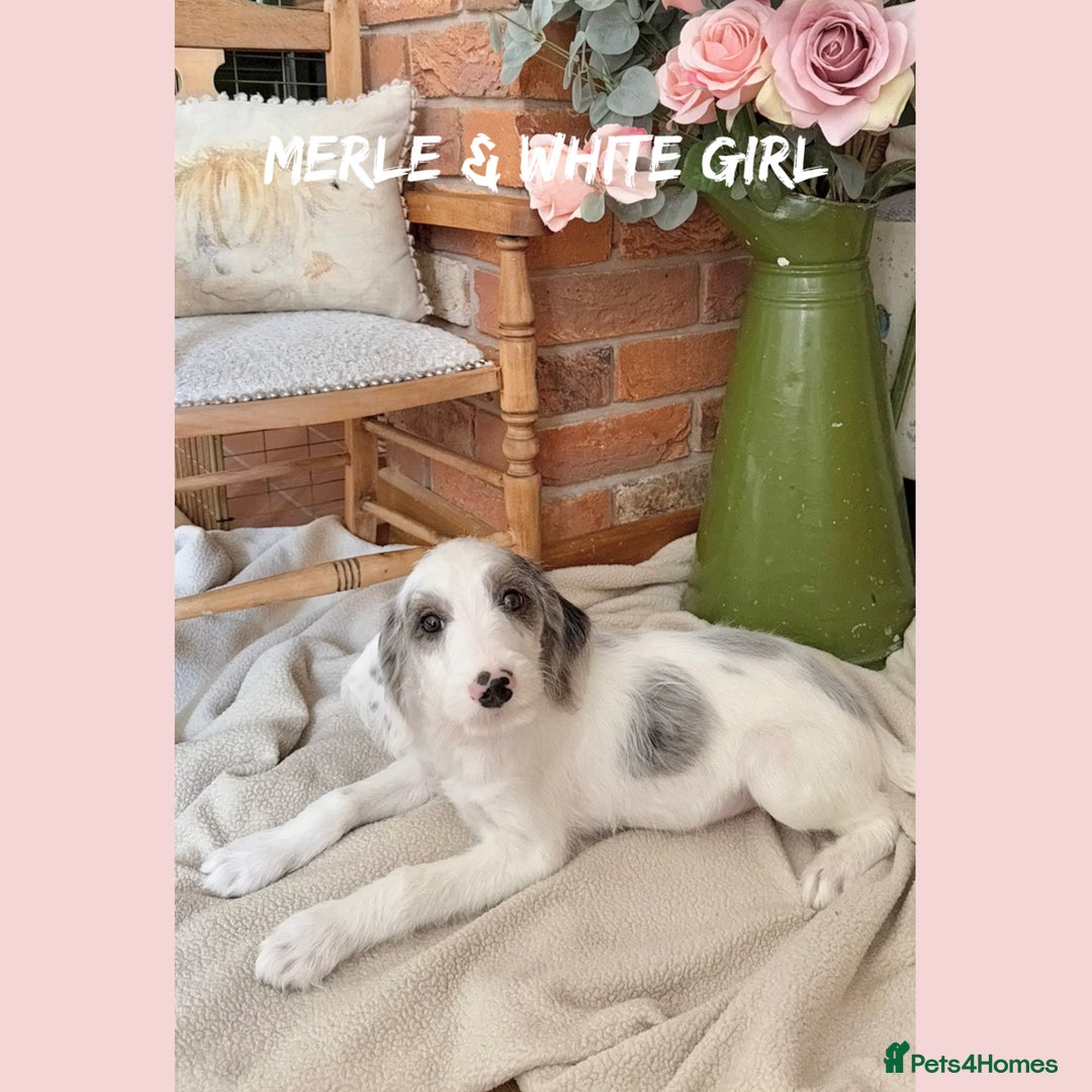 Mixed Breed dogs for sale: ☀️PERFECT POOGLES (beagleXminiature poodle)☀️ in Rhayader - Image 19