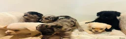 Pugapoo dogs for sale: Stunning pugapoo puppies  - Advert 14