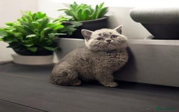 British Shorthair cats for sale: STUNNING pedigree solid blue 7month female kitten  - Image 3