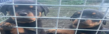 Rottweiler 4