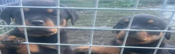Rottweiler dogs for sale: Beautiful Rottweiler puppy’s - Advert 7